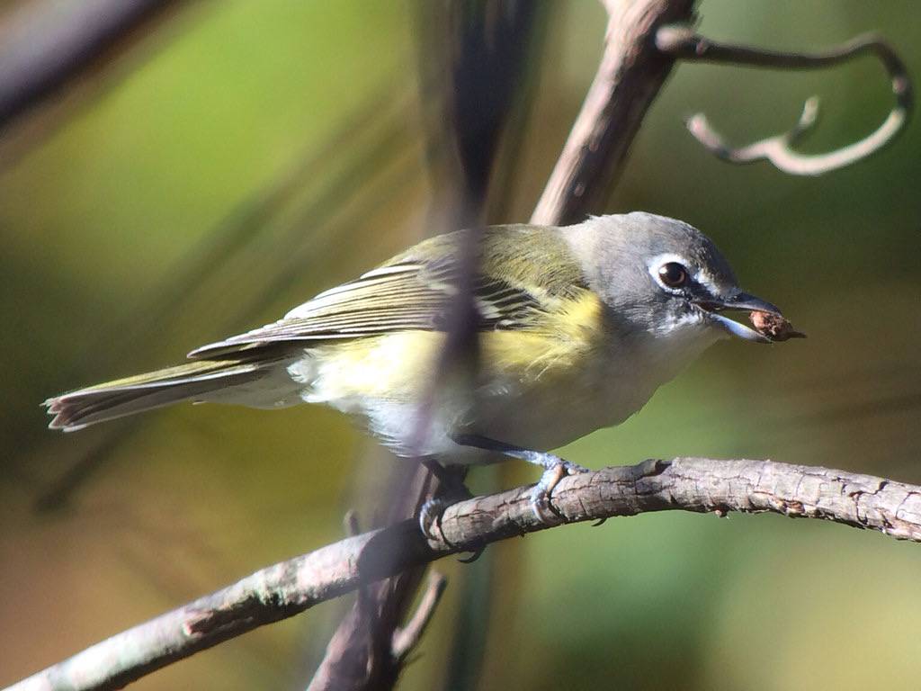 Pale Blue-headed Vireo. Cropped. by drewweber is licensed under CC BY-NC-ND 2.0